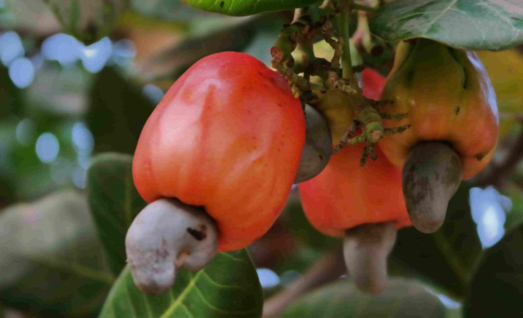 cashew growing in Guinea-Bissau West Africa